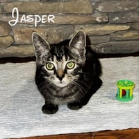 Jasper - Photo 8