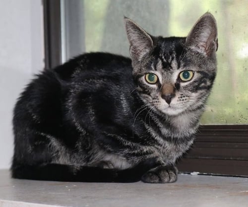 JASPER - Tabby available for adoption