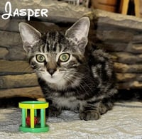 Jasper - Photo 7