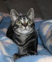 Jasper - Photo 2