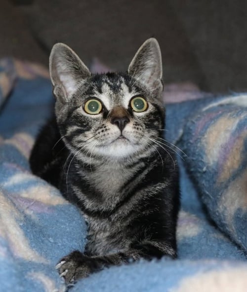 JASPER - Tabby available for adoption