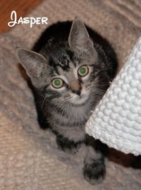 Jasper - Photo 6