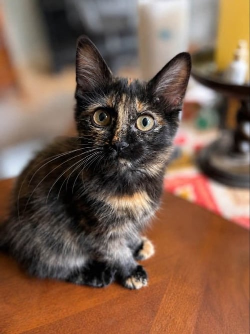 BIG SASSY - Tortoiseshell available for adoption