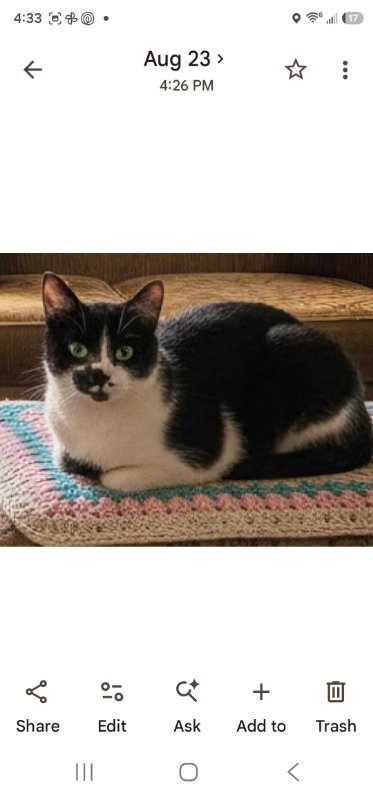 BAILEY - Domestic Short Hair available for adoption