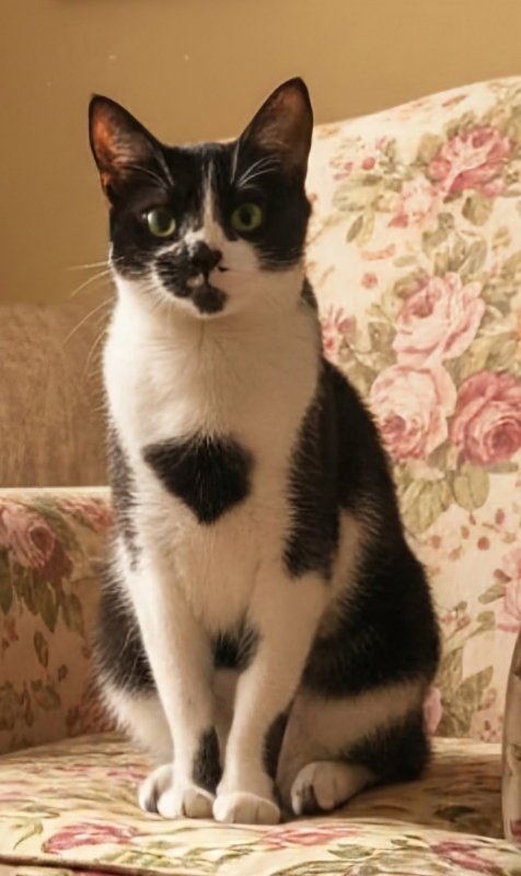 BAILEY - Domestic Short Hair available for adoption