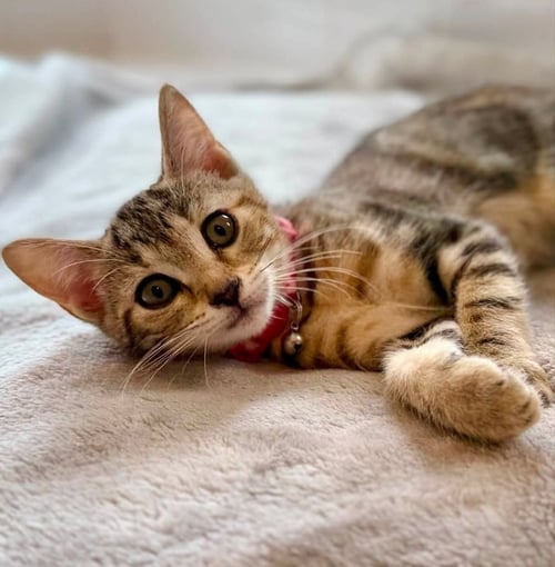 FUDGESICLE - Tabby available for adoption