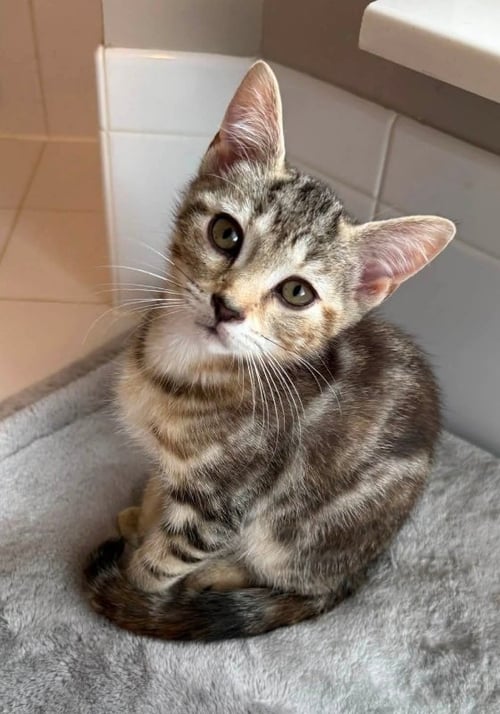 FUDGESICLE - Tabby available for adoption