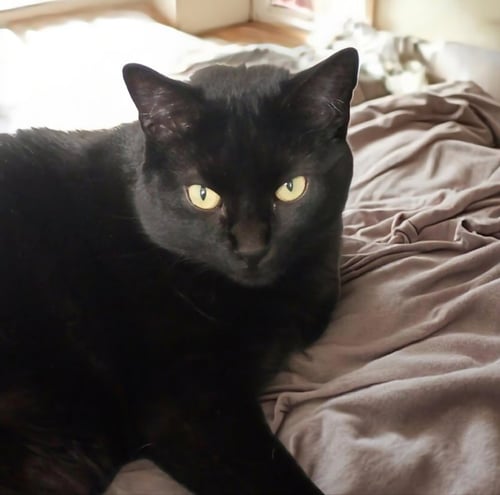MIA - Domestic Long Hair for adoption in Knoxville