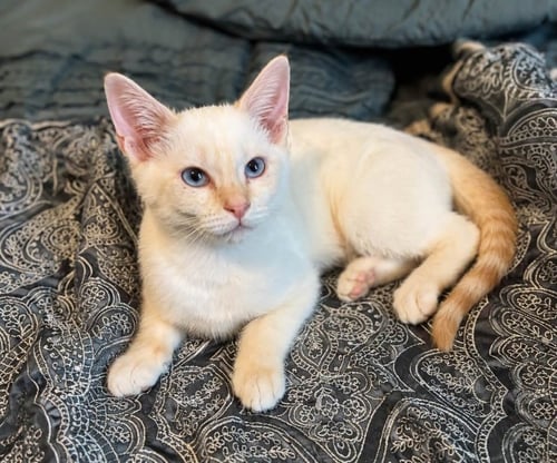 FRANKIE - Siamese available for adoption