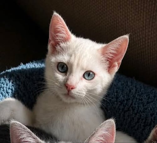 FRANKIE - Siamese available for adoption