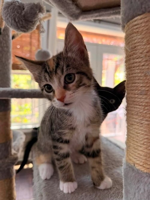 SAMOA - Calico / Torbie available for adoption