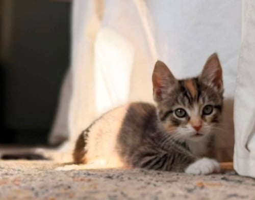 SAMOA - Calico / Torbie available for adoption