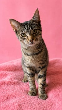 Beezus - Photo 2