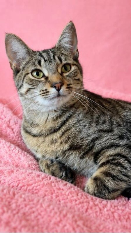BEEZUS - Tabby available for adoption