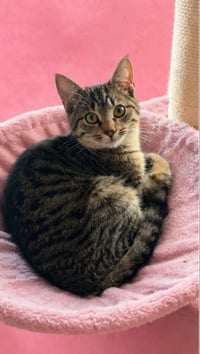 Beezus - Photo 4