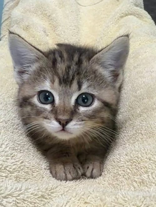 CHAMPAGNE - Tabby available for adoption