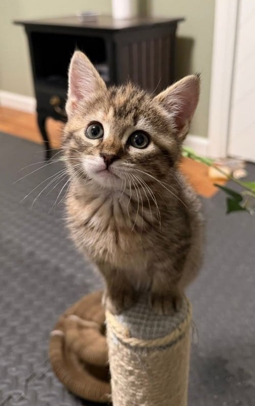 CHAMPAGNE - Tabby available for adoption