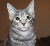 Misty - Photo 2