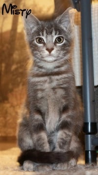 Misty - Photo 7