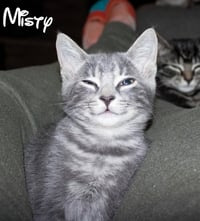 Misty - Photo 6