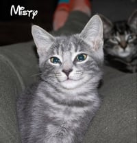 Misty - Photo 5