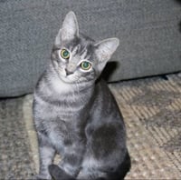 Misty - Photo 1