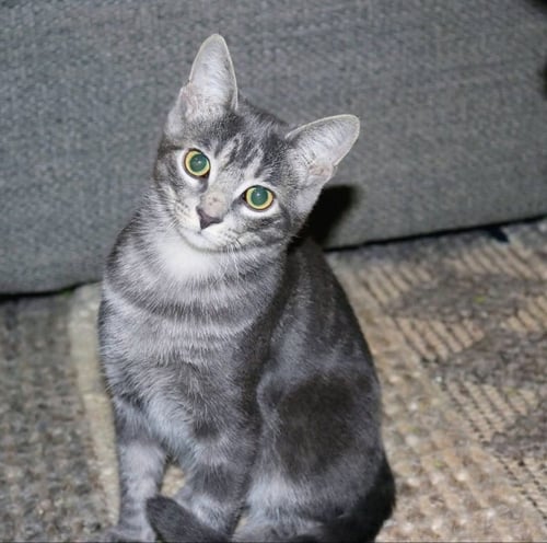 MISTY - Tabby for adoption in Knoxville