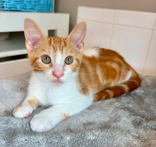 CREAMSICLE - Tabby available for adoption