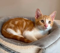 Creamsicle - Photo 5