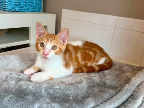 CREAMSICLE - Tabby available for adoption