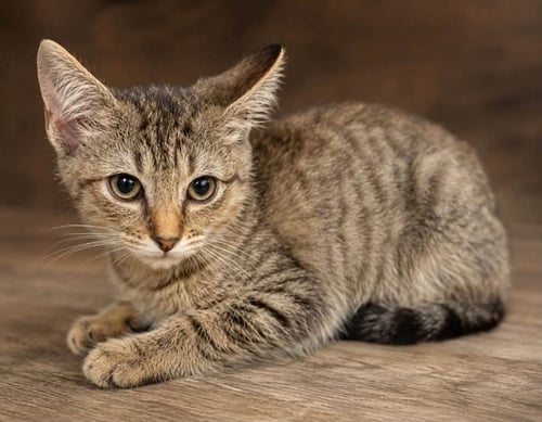 COPPER - Tabby available for adoption