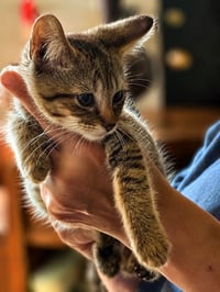 Copper - Photo 3