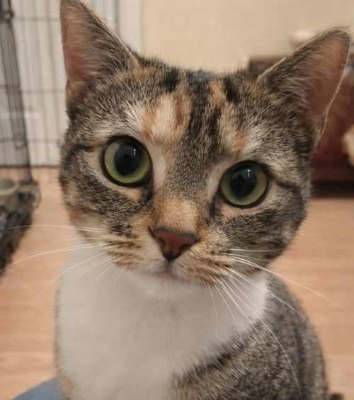 MOLLY