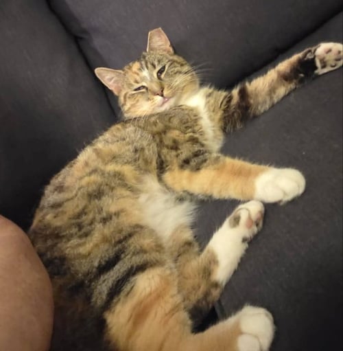 HONEY - Bobtail available for adoption