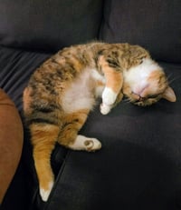Honey - Photo 4