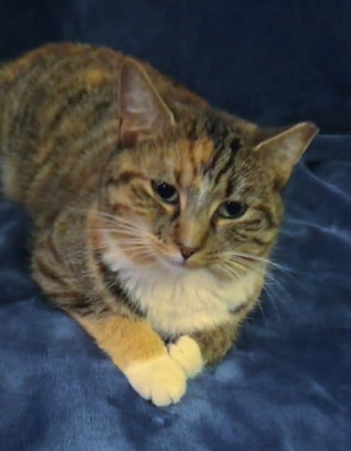 HONEY - Bobtail available for adoption