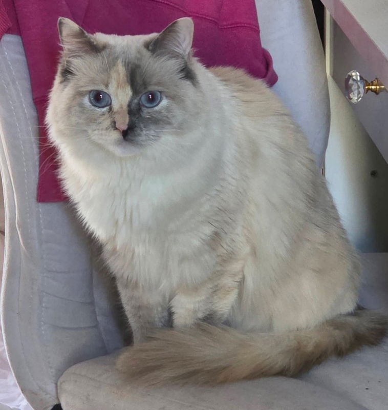 PAISLEY - Ragdoll available for adoption