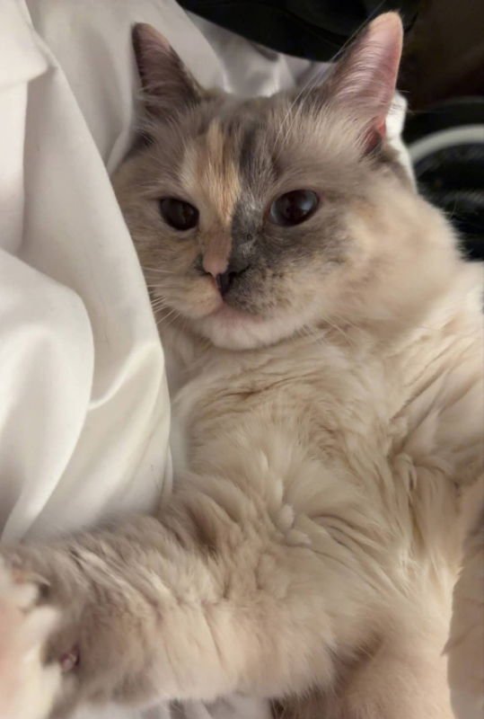 PAISLEY - Ragdoll available for adoption