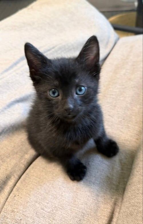 BORDEAUX - Domestic Short Hair available for adoption