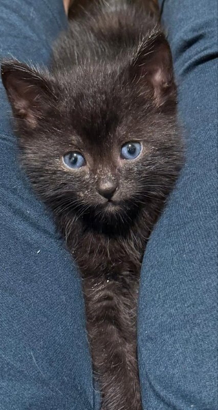 BORDEAUX - Domestic Short Hair available for adoption