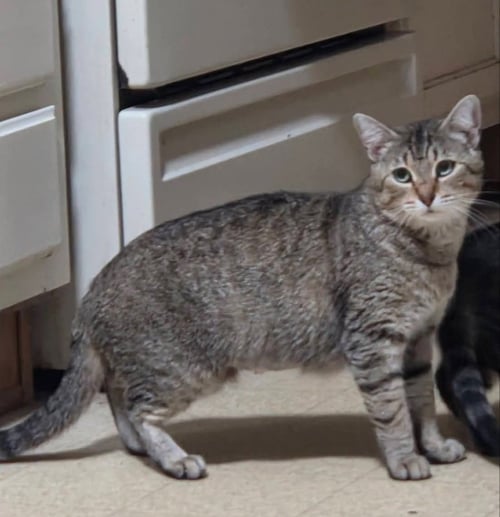 SWEETIE PIE - Tabby available for adoption