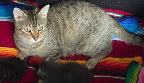 SWEETIE PIE - Tabby available for adoption