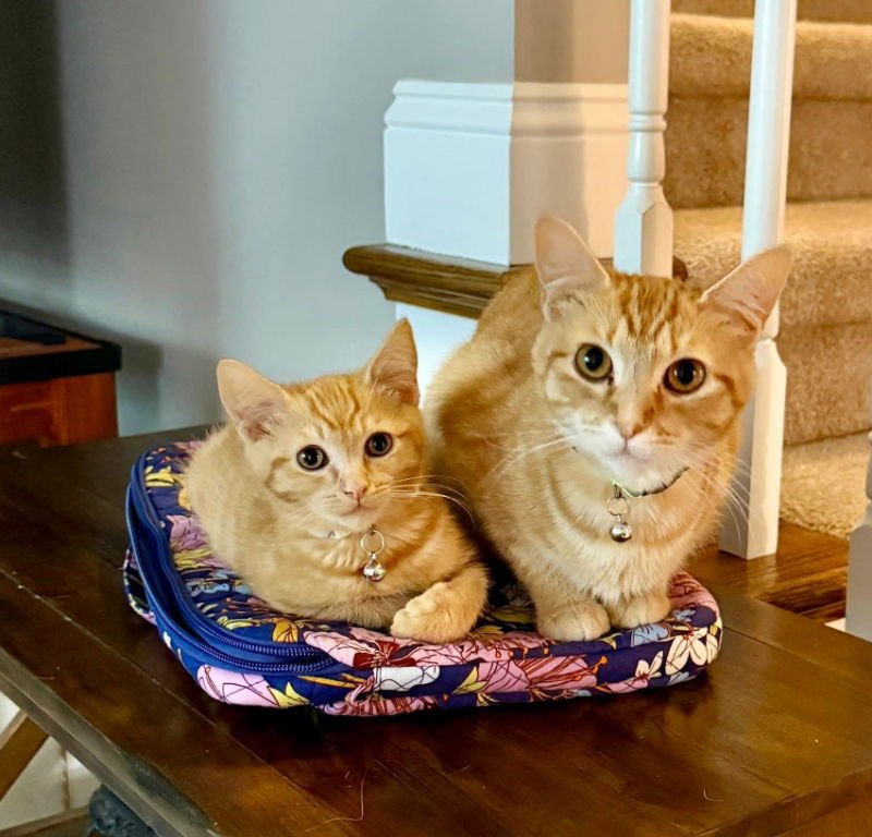 DUTCHESS AND PEACHES - Tabby available for adoption