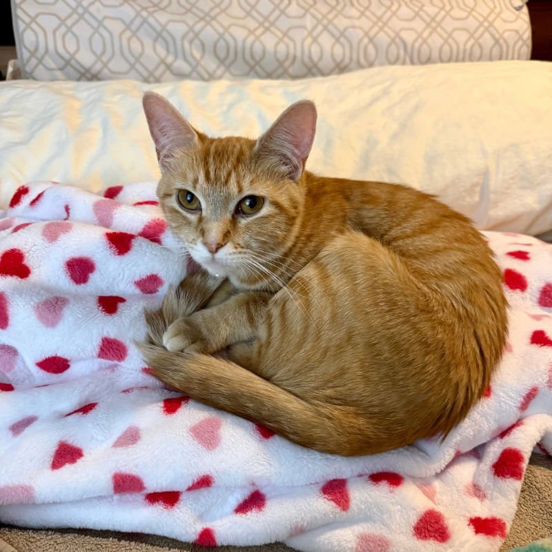 Dutchess and Peaches - Photo 5