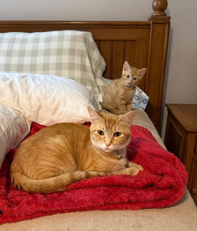 Dutchess and Peaches - Photo 7