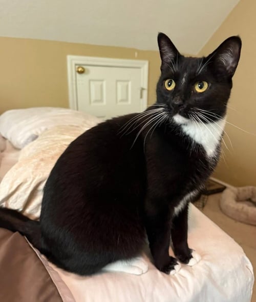 MOON PIE - Tuxedo available for adoption