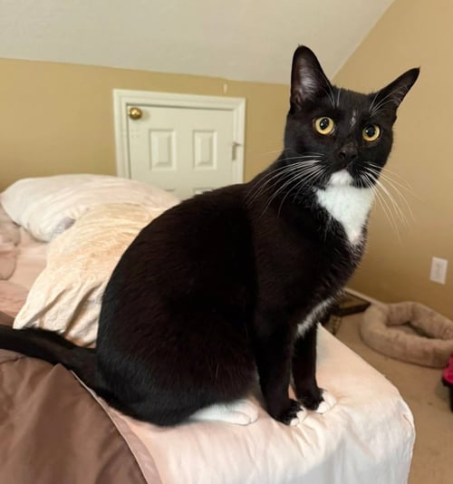 MOON PIE - Tuxedo available for adoption