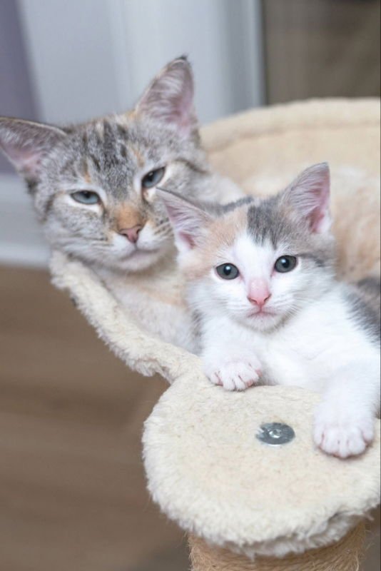 MAMA BUTTERBALL AND CINNABON - Siamese / Calico available for adoption