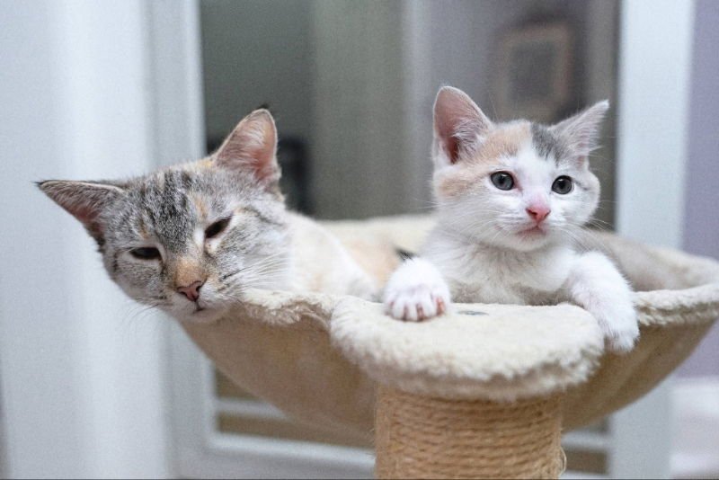 MAMA BUTTERBALL AND CINNABON - Siamese / Calico available for adoption