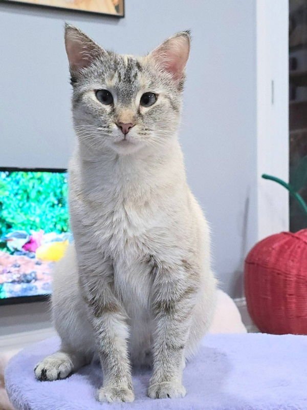 Mama Butterball and Cinnabon - Photo 3